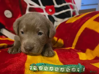 Labrador Retriever dogs for sale: Labrador Retriever Puppy 6 - Ad 2