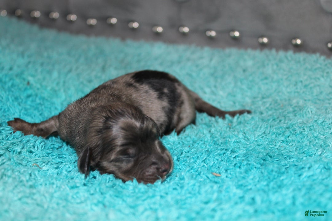Miniature Dachshund dogs for sale: Molly Mini - Ad 6
