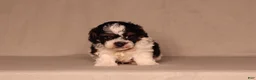 Miniature Poodle dogs for sale: Dawson - Ad 2