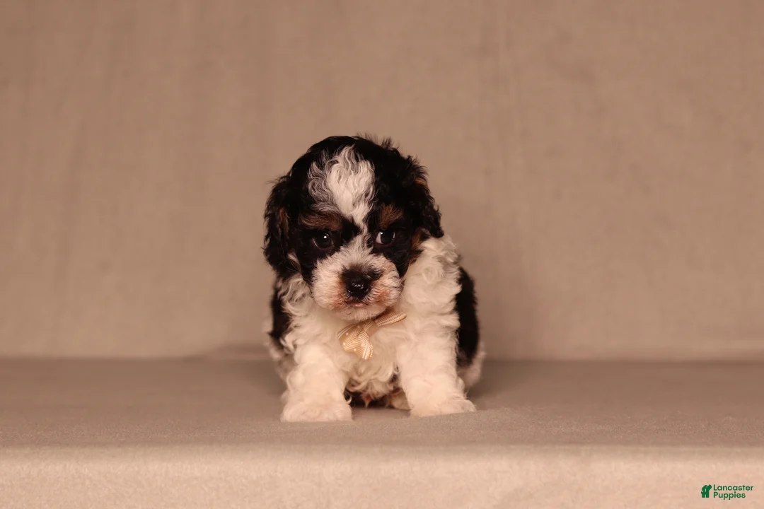 Miniature Poodle dogs for sale: Dawson - Ad 2