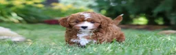 Cavapoo dogs for sale: Oscar - Ad 3