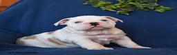 English Bulldog dogs for sale: Dozer - Ad 1