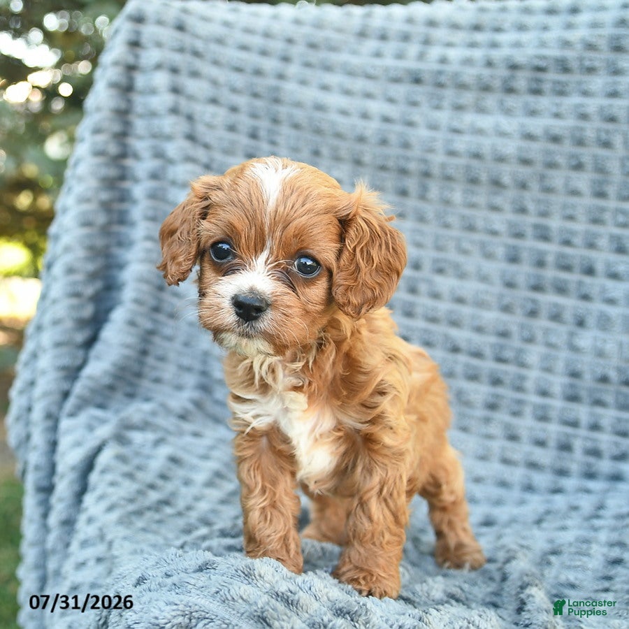 Cavapoo dogs Nutmeg  - Ad 2