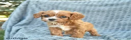 Cavapoo dogs for sale: Nutmeg  - Ad 2