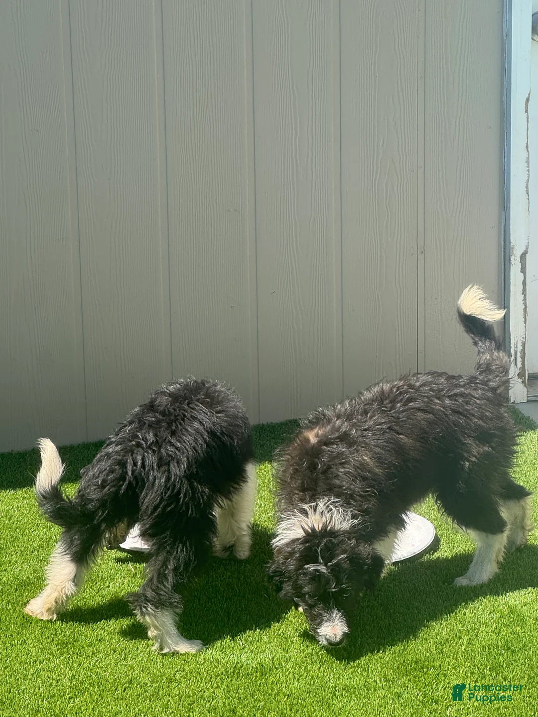 Bordoodle dogs for sale: Bordoodle Puppy 2 - Ad 1