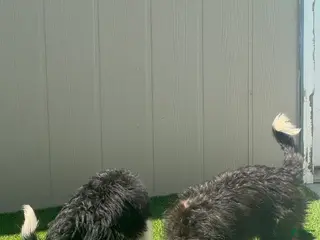 Bordoodle dogs Bordoodle Puppy 2 - Ad 2