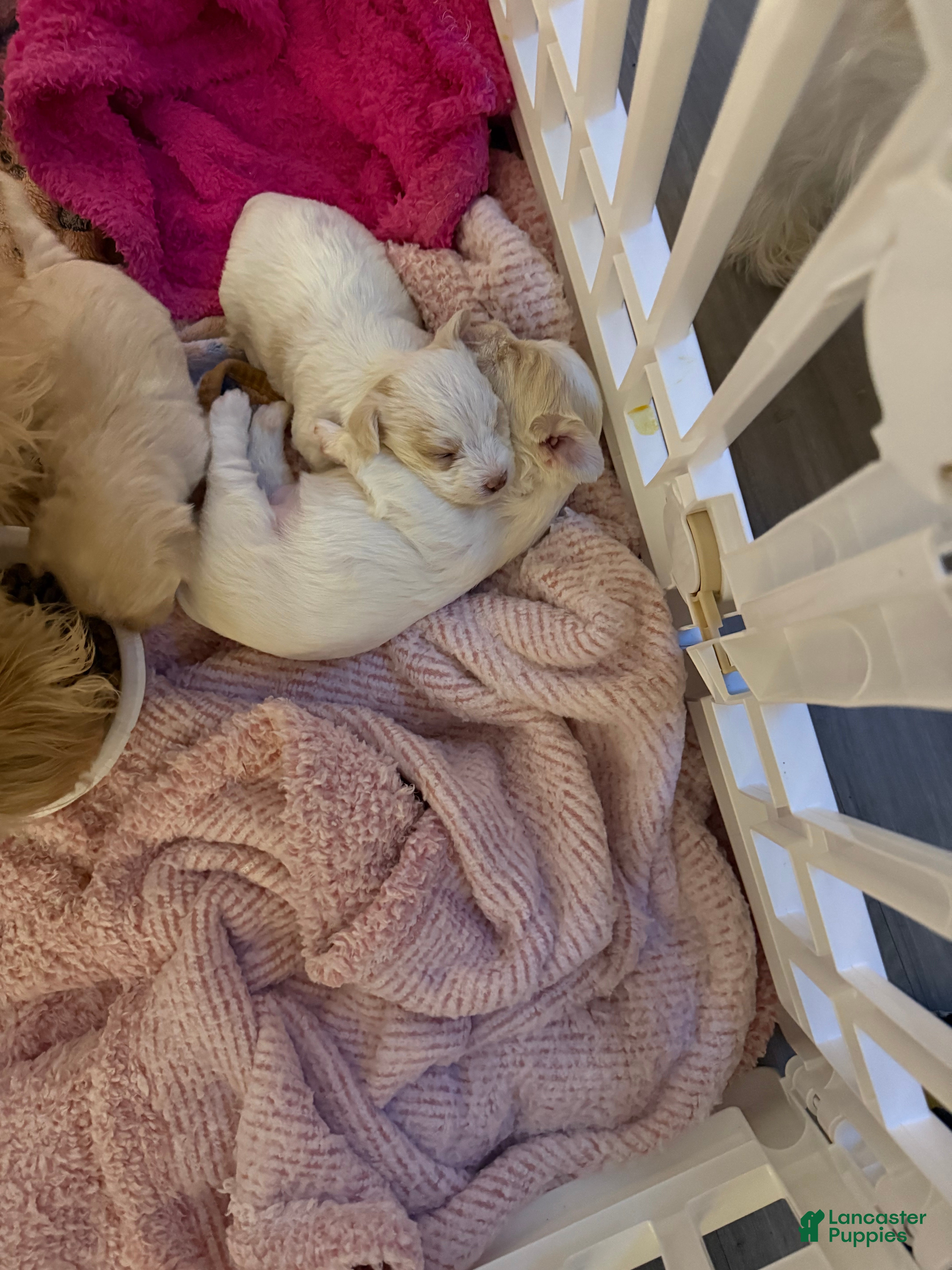 Mixed Breed dogs Yorkie Bichon Puppy 4 - Ad 1