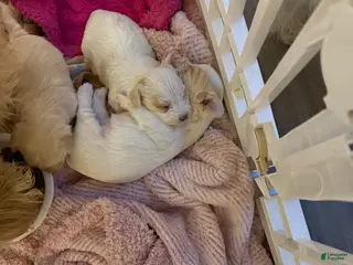 Mixed Breed dogs for sale: Yorkie Bichon Puppy 4 - Ad 2