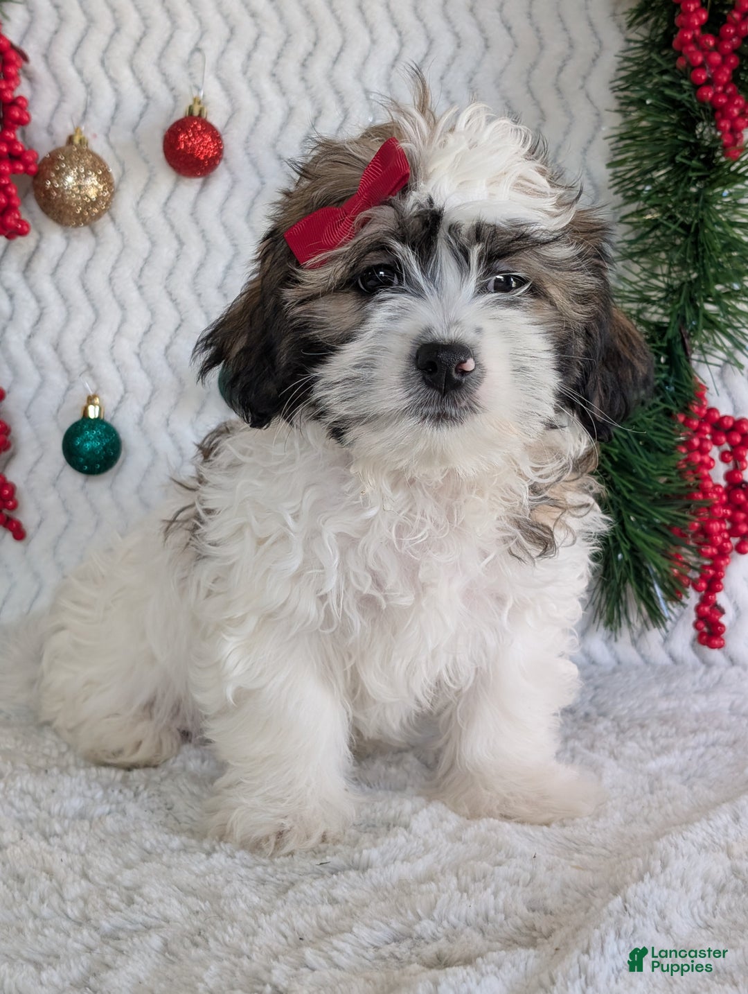 Teddy Bear dogs for sale: Jake - Ad 10