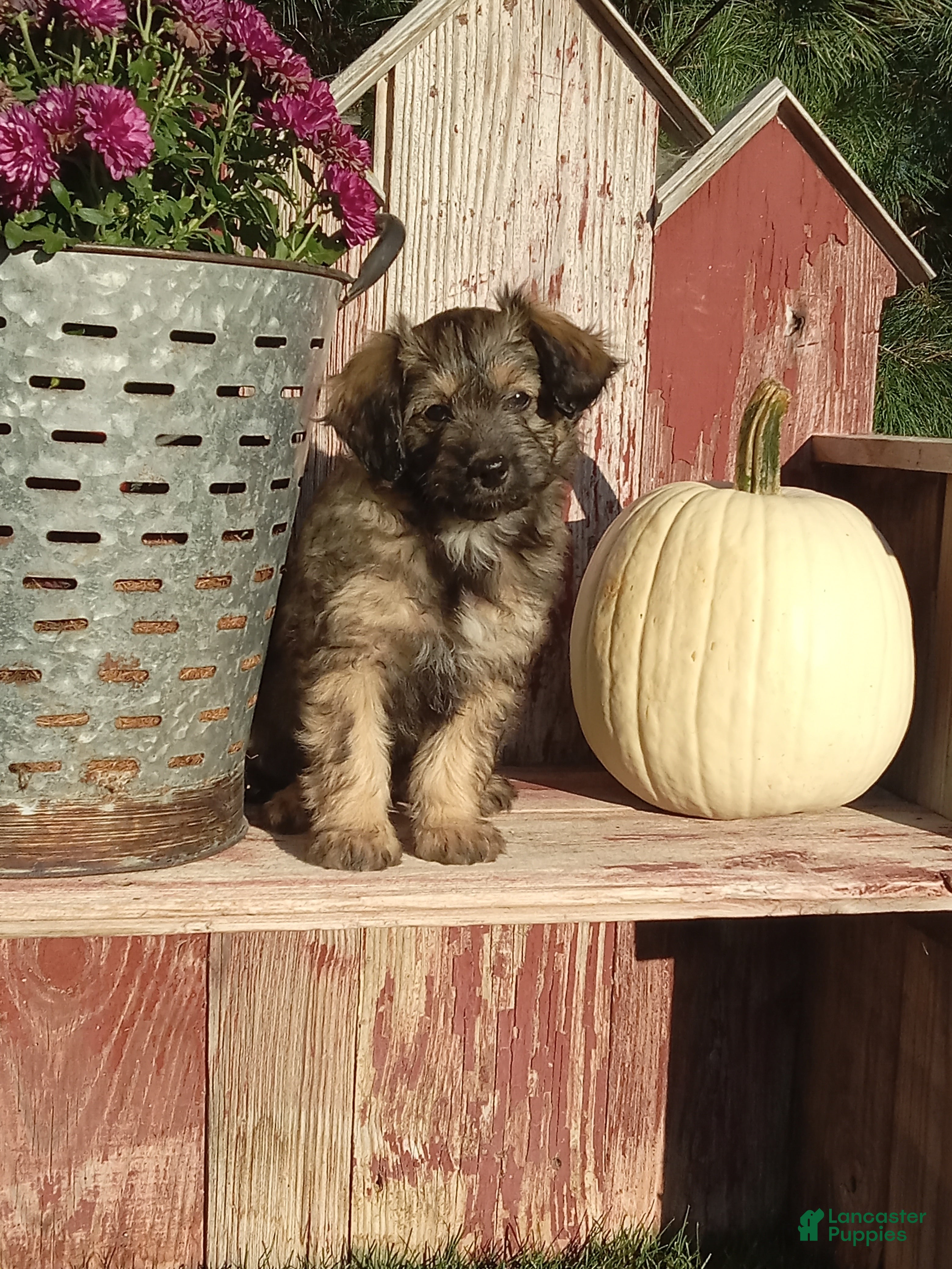 Mini Aussiedoodle dogs for sale: Isaac - Ad 2