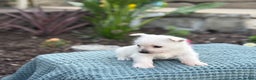 West Highland Terrier dogs for sale: Fancy - Ad 33