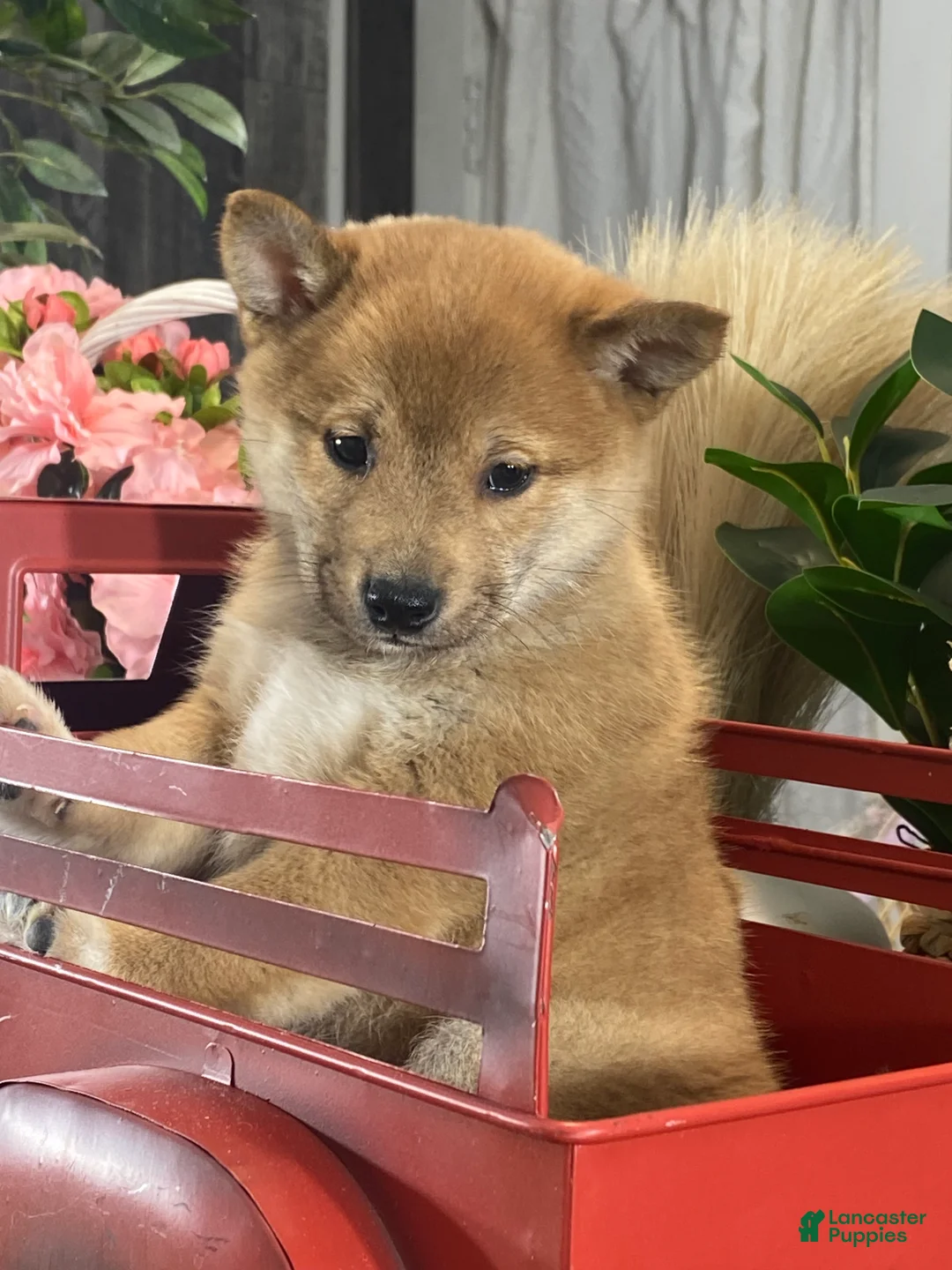Shiba Inu dogs for sale: Irene - Ad 1