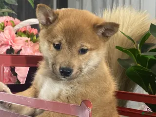 Shiba Inu dogs Irene - Ad 42
