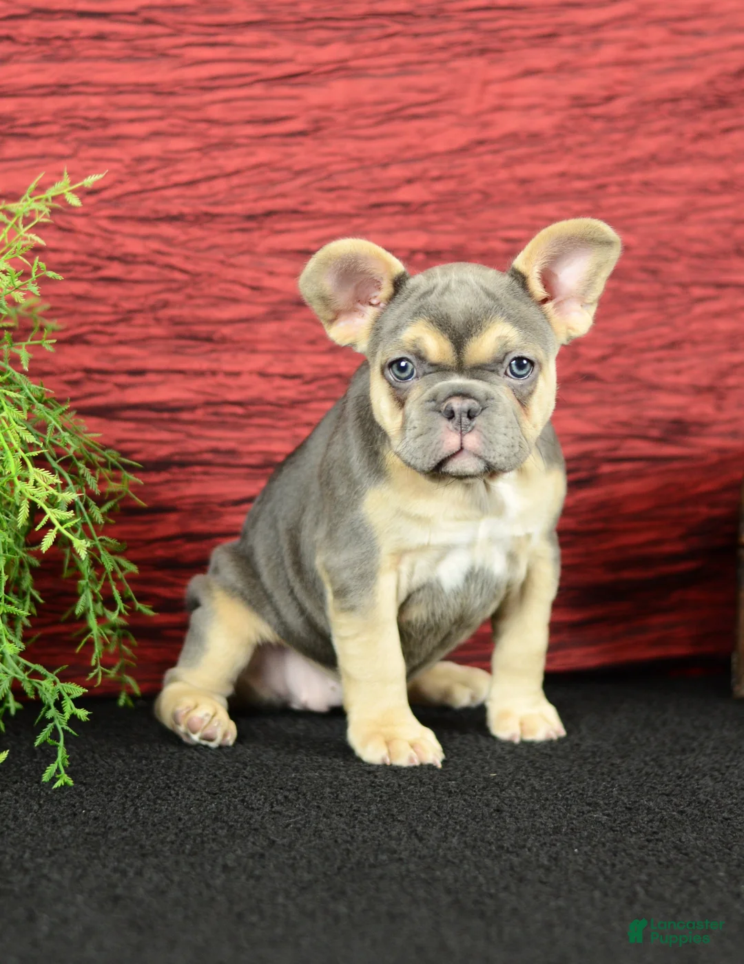French Bulldog dogs for sale: Roxy - Ad 1
