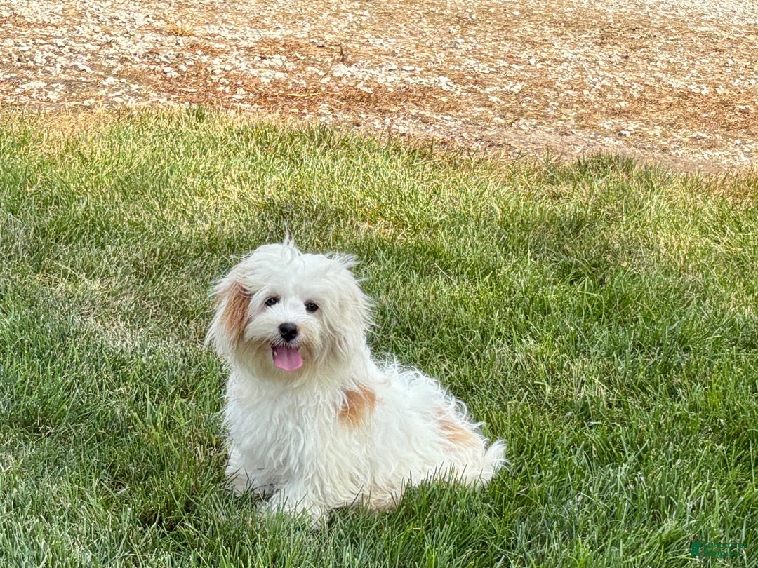 Mixed Breed dogs for sale: Sandra - Ad 7