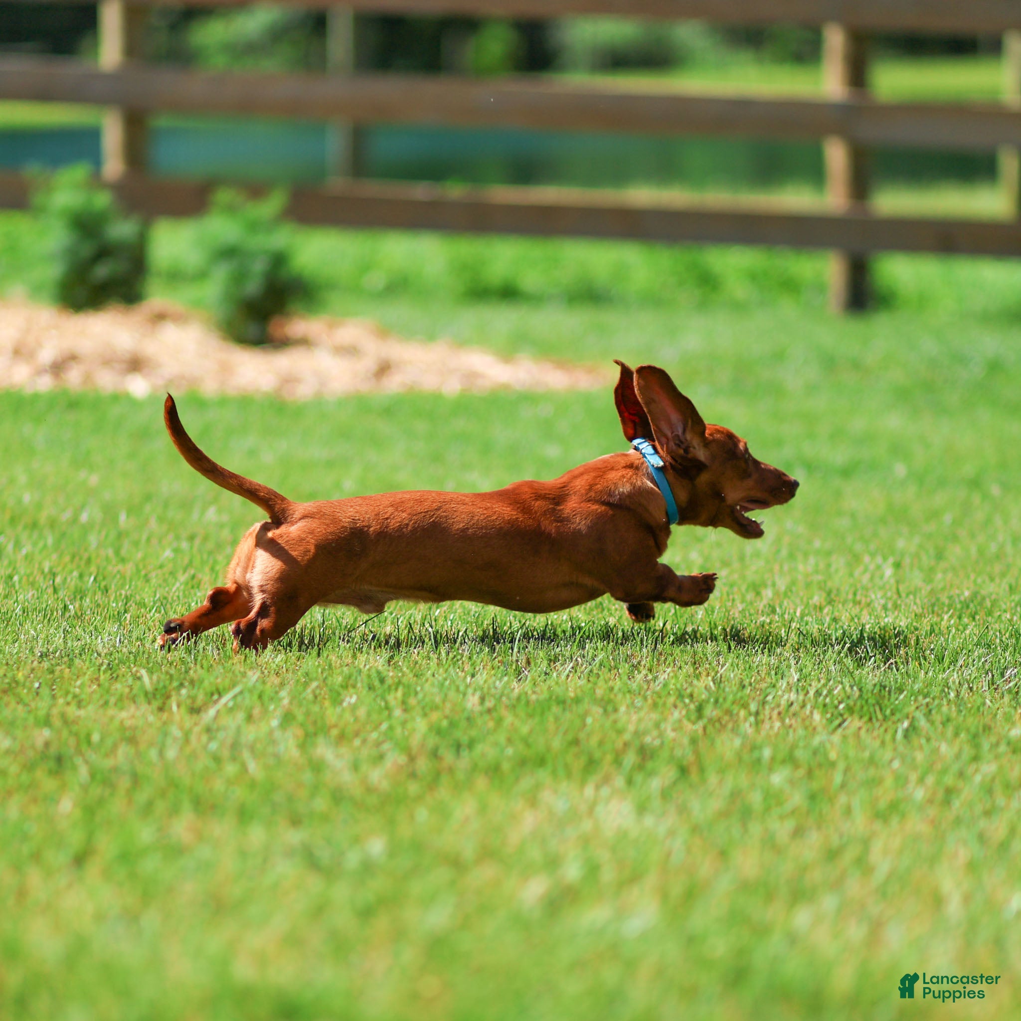 Dachshund dogs Harry - Ad 2