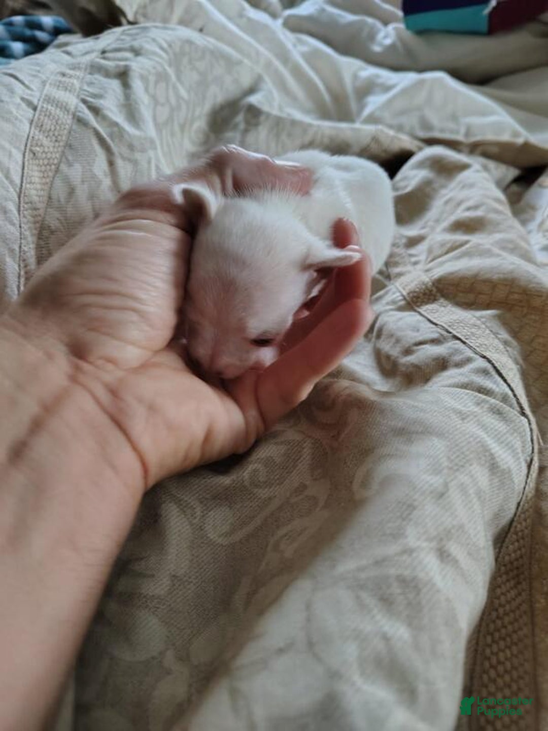 Chihuahua dogs for sale: Chihuahua Puppy 1 - Ad 2