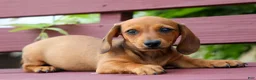 Miniature Dachshund dogs for sale: Sasha 🩷 - Ad 11