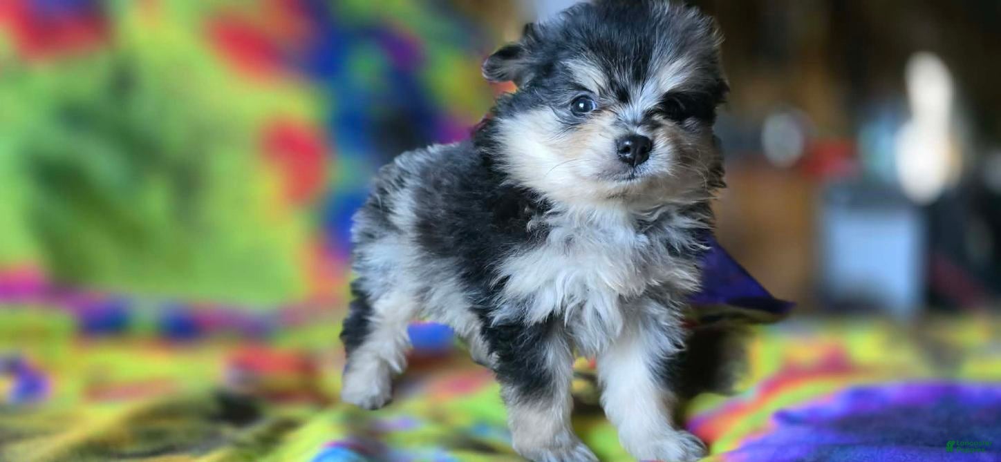 Pomeranian dogs for sale: Malikai - Ad 3