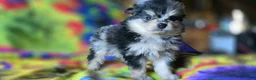 Pomeranian dogs for sale: Malikai - Ad 1