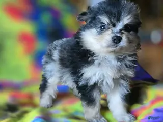 Pomeranian dogs Malikai - Ad 1