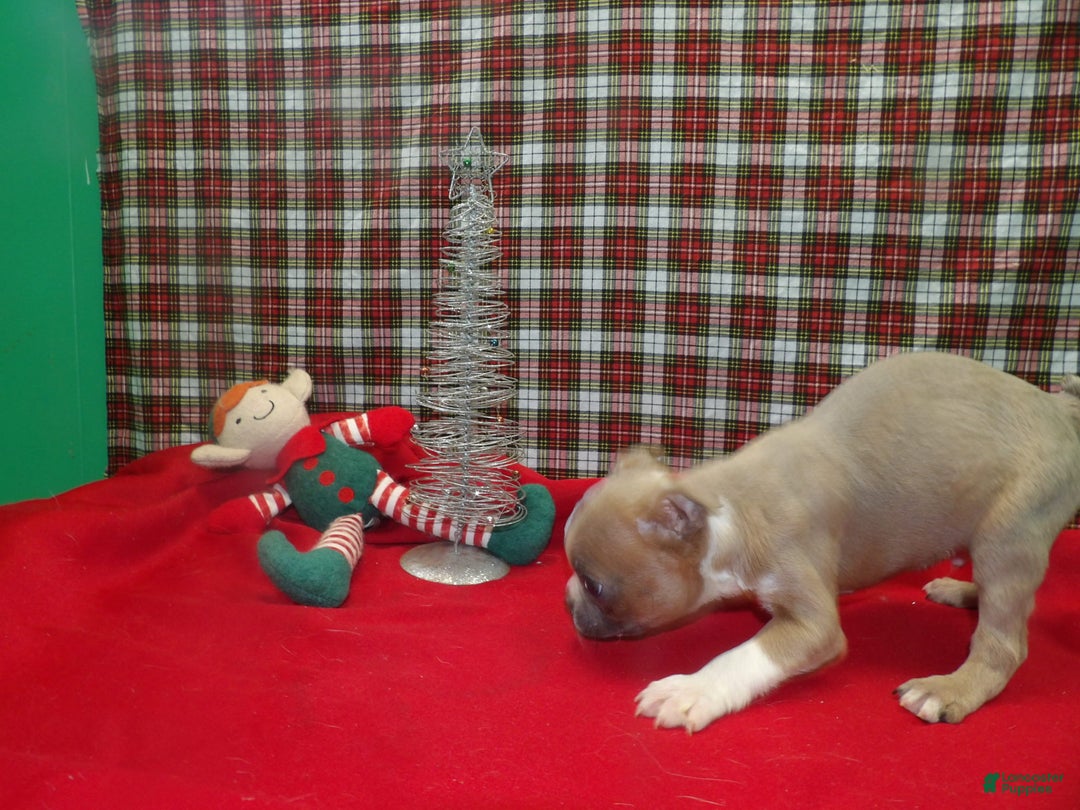 Boston Terrier dogs for sale: RIOT - Ad 2