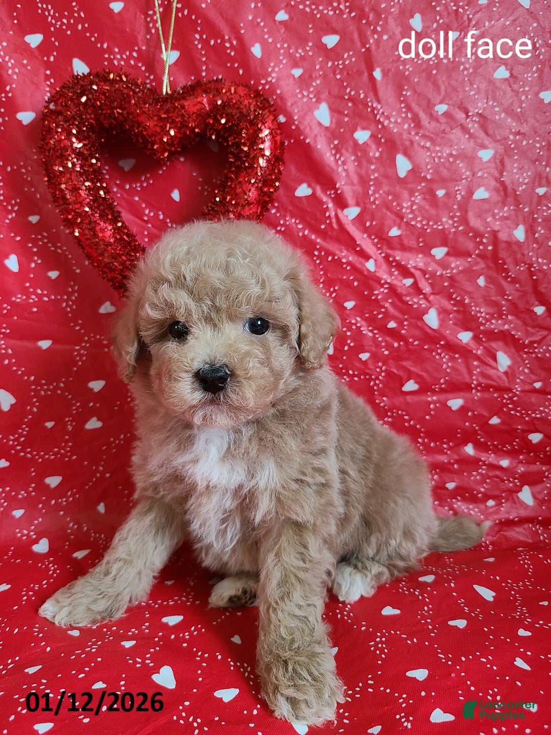 Bichpoo dogs for sale: Doll Face - Ad 2