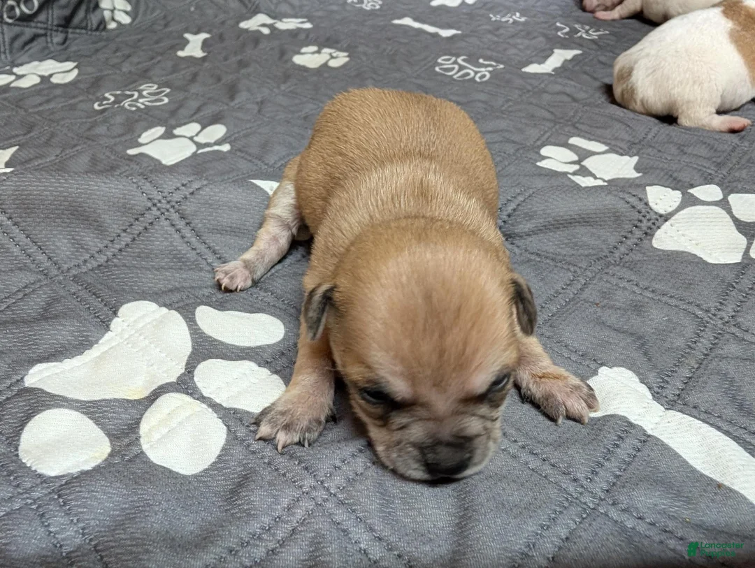 Chihuahua dogs for sale: Andy - Ad 10