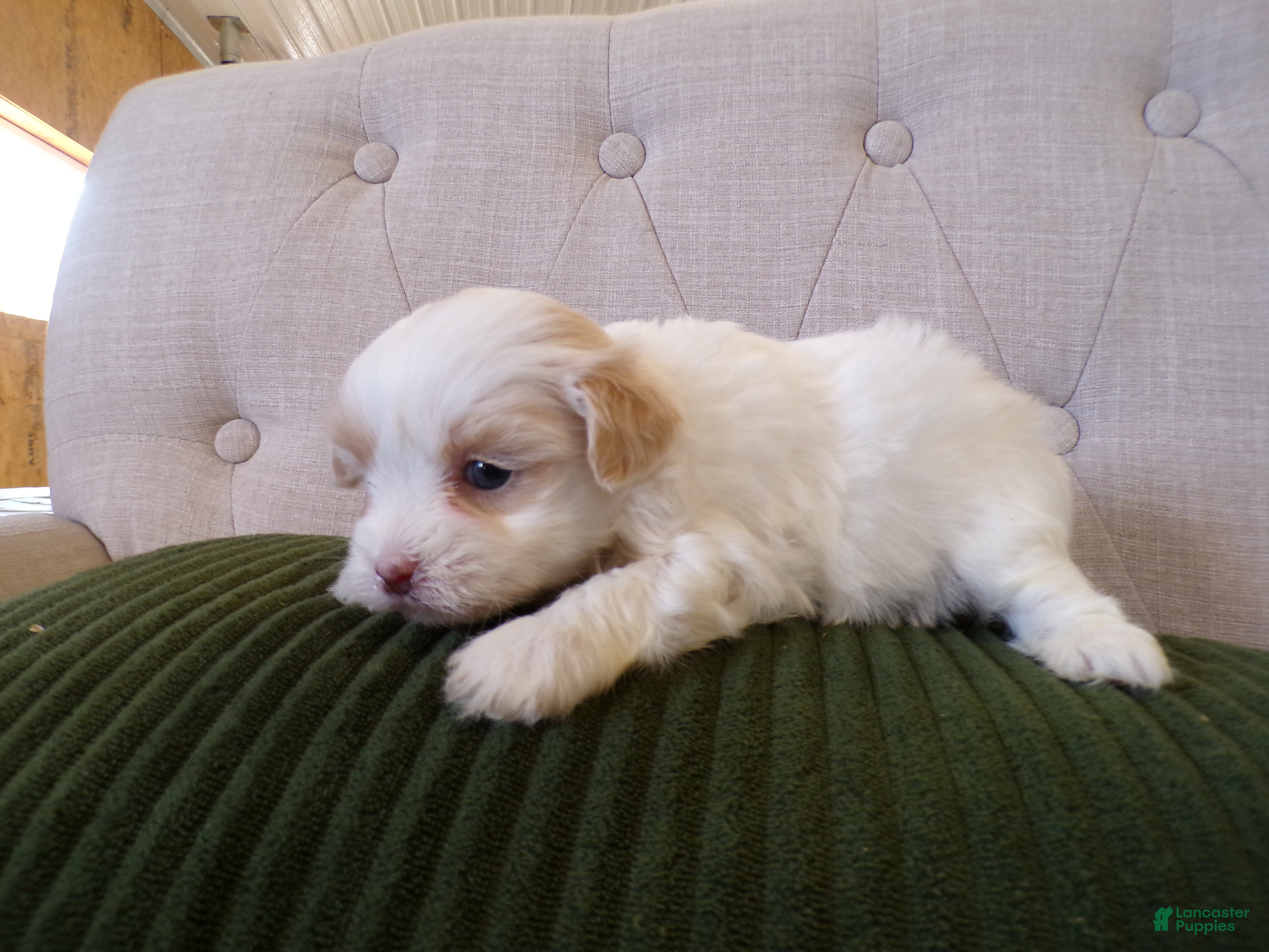 Shihpoo dogs Poppy - Ad 2