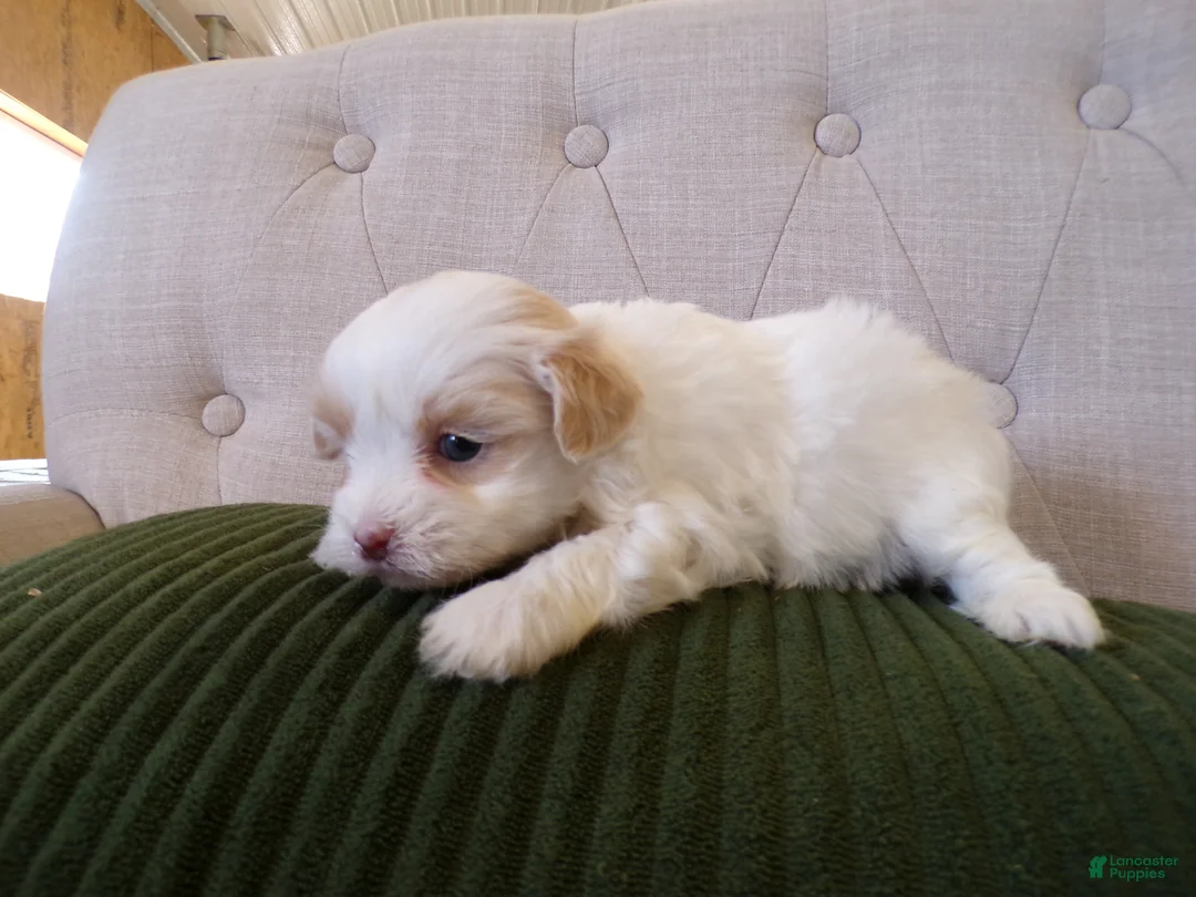 Shihpoo dogs for sale: Poppy - Ad 2