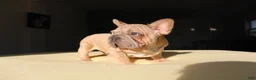 French Bulldog dogs for sale: Maverick - Ad 5