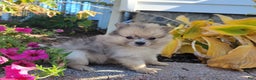 Pomeranian dogs for sale: Casey - Ad 3