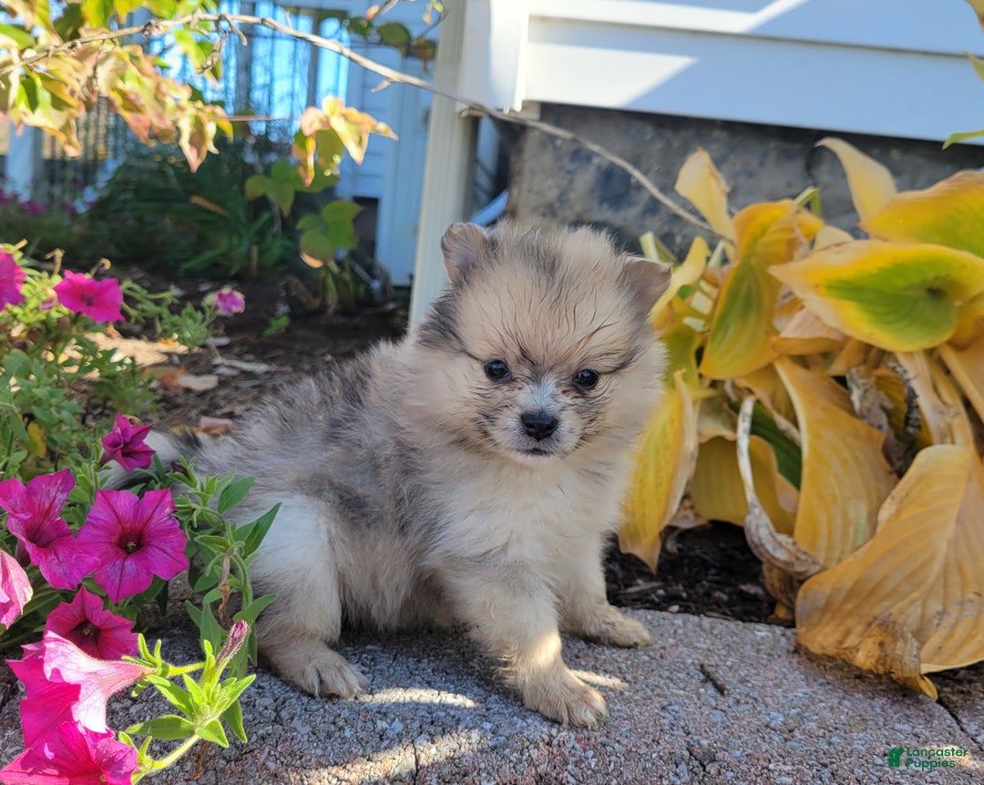 Pomeranian dogs for sale: Casey - Ad 3
