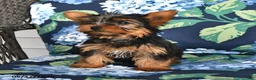 Yorkshire Terrier dogs for sale: Taffy - Ad 3