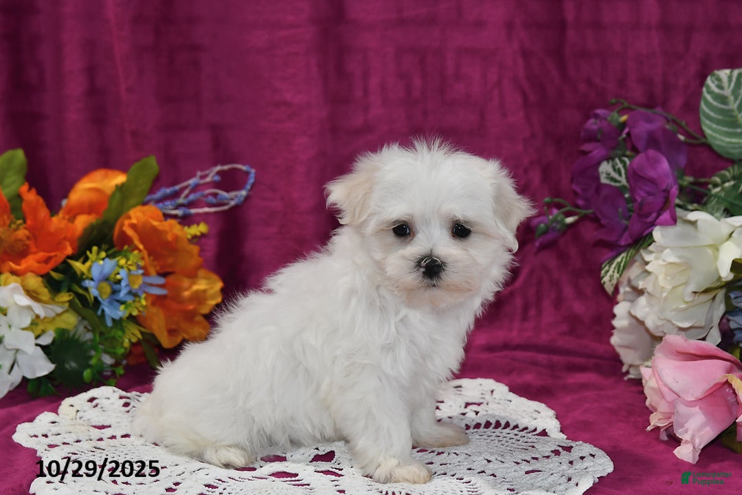 Maltese dogs for sale: Casper - Ad 1