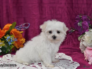 Maltese dogs Casper - Ad 5