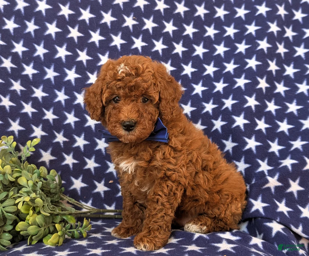 Miniature Poodle dogs for sale: Dalton 10 lbs Full Grown - Ad 5