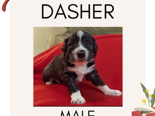 Mixed Breed dogs Dasher - Ad 11