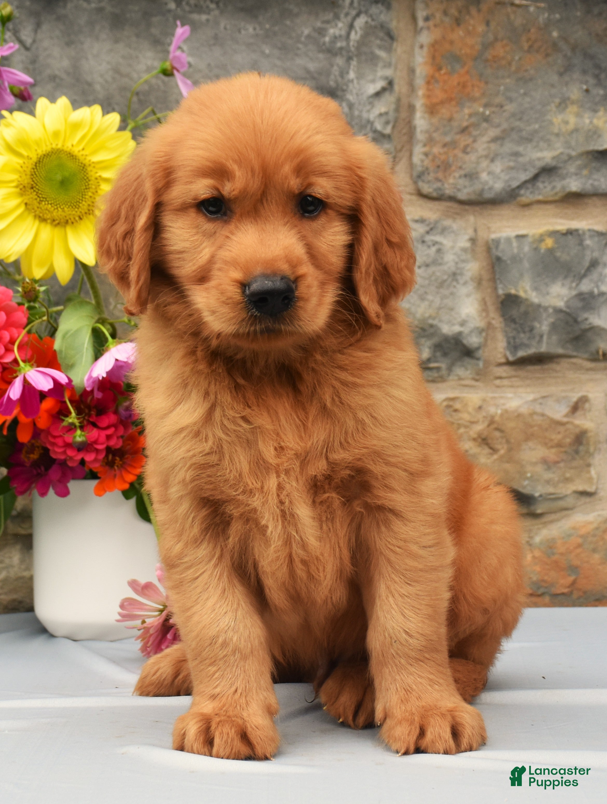 Golden Retriever dogs Calvin - Ad 2