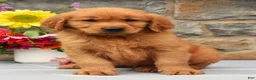 Golden Retriever dogs for sale: Calvin - Ad 2