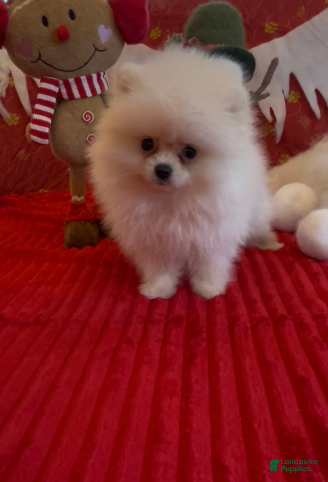 Pomeranian dogs for sale: Tom AKC Registered full rights  - Ad 17