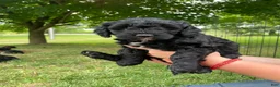 Miniature Poodle dogs for sale: Jack - Ad 3
