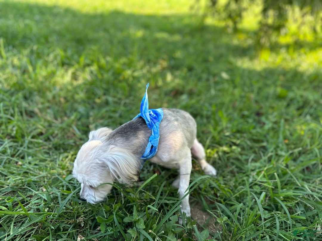 Yorkiepoo dogs for sale: Gilbert - Ad 11