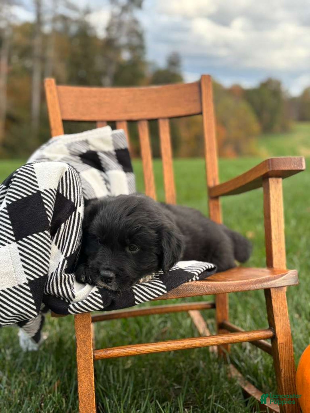 Mixed Breed dogs for sale: Mason - Ad 2