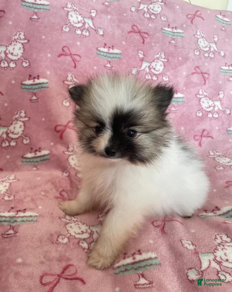 Pomeranian dogs Nicki - Ad 21