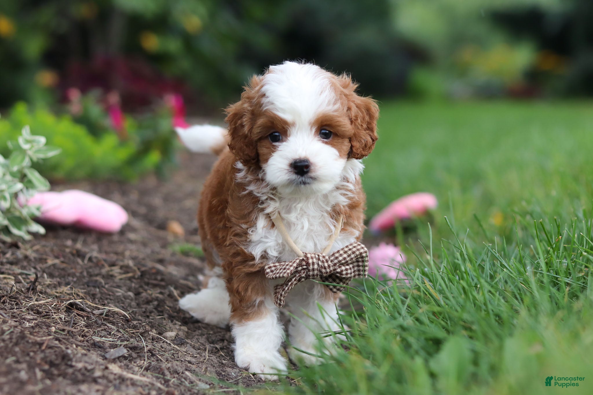 Cavapoo dogs Brody - Ad 1