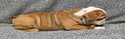 English Bulldog dogs for sale: Marion - Ad 3