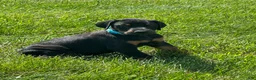 Doberman Pinscher dogs for sale: Doberman Pinscher 2 - Ad 2