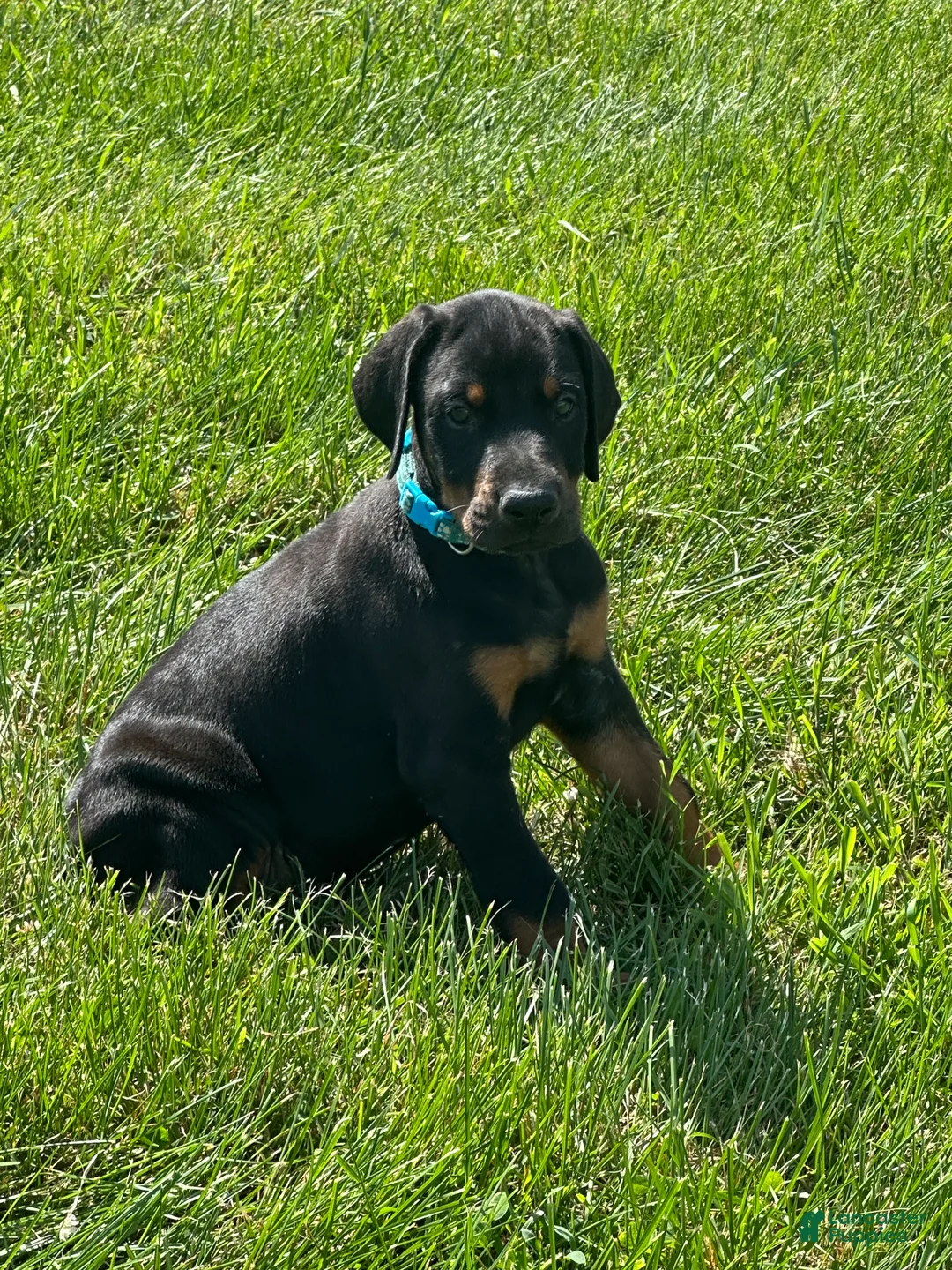 Doberman Pinscher dogs for sale: Doberman Pinscher 2 - Ad 2