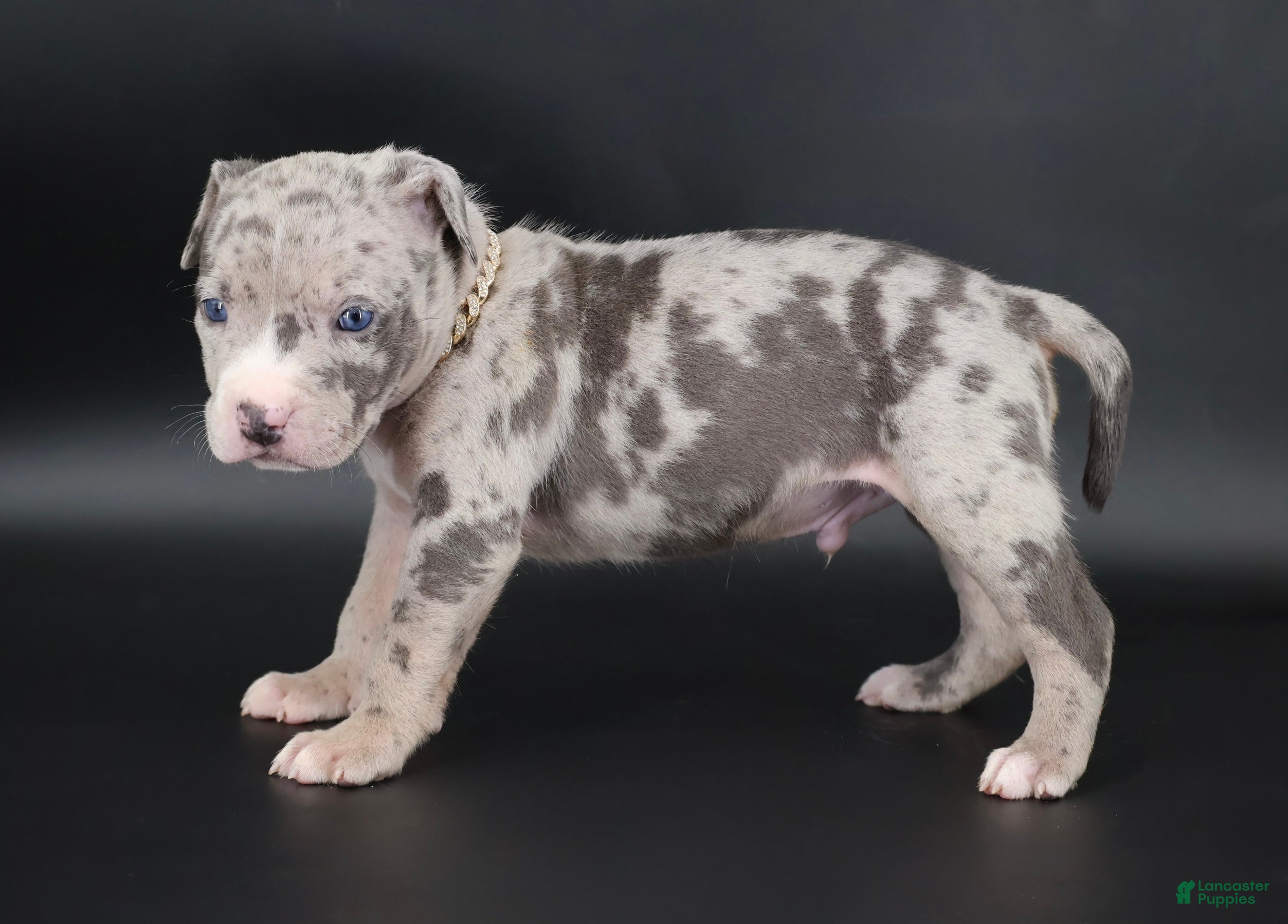 American Bully dogs Ezra - XL - ABKC - Ad 2